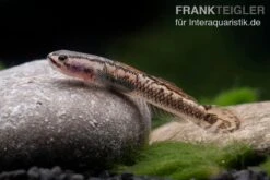 Aureofuscus-Grundel, Stiphodon Aureofuscus, 1 Paar -Aquarienladen Aureofuscus Grundel Stiphodon aureofuscus 5