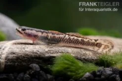 Aureofuscus-Grundel, Stiphodon Aureofuscus, 1 Paar -Aquarienladen Aureofuscus Grundel Stiphodon aureofuscus 6