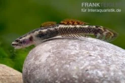 Aureofuscus-Grundel, Stiphodon Aureofuscus, 1 Paar -Aquarienladen Aureofuscus Grundel Stiphodon aureofuscus 7