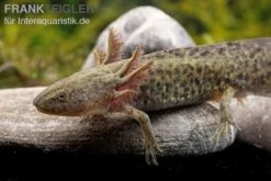 Axolotl Naturfarben, Ambystoma Mexicanum -Aquarienladen Axolotl Wildling 3