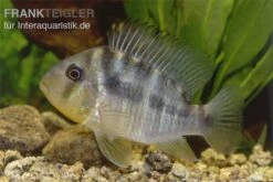 Ballonkopf Erdfresser, Gymnogeophagus Balzani -Aquarienladen Ballonkopf Erdfresser Gymnogeophagus balzani 1