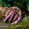Lila-Landeinsiedlerkrebs, Coenobita Lila (Blue Berry) 1 Lila-Landeinsiedlerkrebs, Coenobita Lila (Blue Berry) -Aquarienladen Blaubeer Einsiedlerkrebs Coenobita lila 1