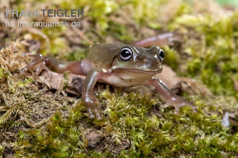Blauer Korallenfinger-Laubfrosch, Litoria Caerulea 5 Blauer Korallenfinger-Laubfrosch, Litoria Caerulea – Bild 3