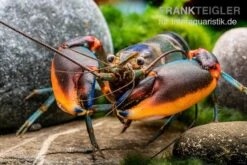 Aquarienladen -Aquarienladen Blauer Rotscheren Tigerkrebs Cherax alyciae Blue Kong Red Claw 2