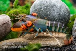 Blauer Rotscheren-Tigerkrebs, Cherax Alyciae "Blue Kong Red Claw" -Aquarienladen Blauer Rotscheren Tigerkrebs Cherax alyciae Blue Kong Red Claw 3