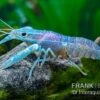 Blauer Rotscherenkrebs, Cherax Quadricarinatus -Aquarienladen Blauer Rotscherenkrebs Cherax quadricarinatus neu 1