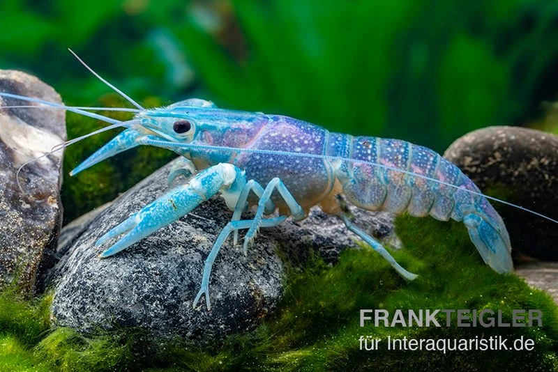 Blauer Rotscherenkrebs, Cherax Quadricarinatus 3 Blauer Rotscherenkrebs, Cherax Quadricarinatus
