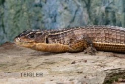 Braune Schildechse, Gerrhosaurus Major -Aquarienladen Braune Schildechse Gerrhosaurus major 1