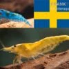 Bundle: Zwerggarnelen-Set "Schweden", 10 X Blue Dream + 10 X Yellow Fire Garnelen -Aquarienladen Bundle Zwerggarnelen Set Schweden 10 x Blue Dream 10 x Yellow Fire Garnelen