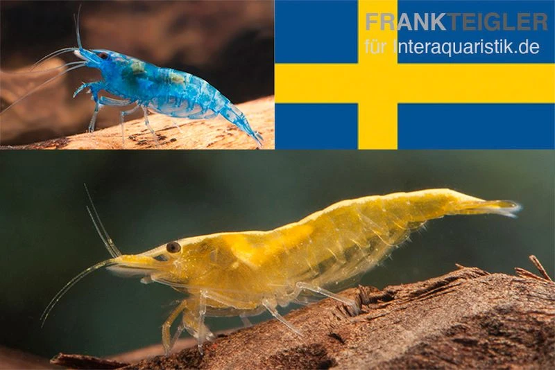 Bundle: Zwerggarnelen-Set "Schweden", 10 X Blue Dream + 10 X Yellow Fire Garnelen 3 Bundle: Zwerggarnelen-Set "Schweden", 10 X Blue Dream + 10 X Yellow Fire Garnelen