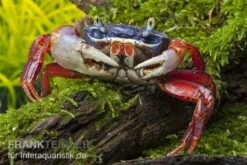 Harlekinkrabbe, Cardisoma Armatum 7 Harlekinkrabbe, Cardisoma Armatum -Aquarienladen Cardisoma armatum 4