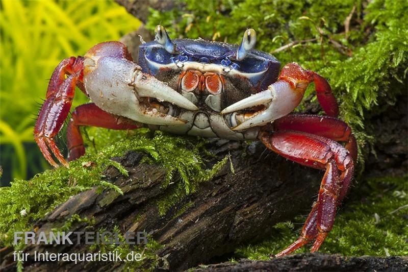 Harlekinkrabbe, Cardisoma Armatum 5 Harlekinkrabbe, Cardisoma Armatum – Bild 3