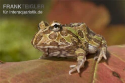 Bestseller -Aquarienladen Ceratophrys ornata schmuckhornfrosch