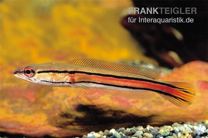 Goldlinienschlangenkopffisch, Channa Micropeltes 3 Goldlinienschlangenkopffisch, Channa Micropeltes