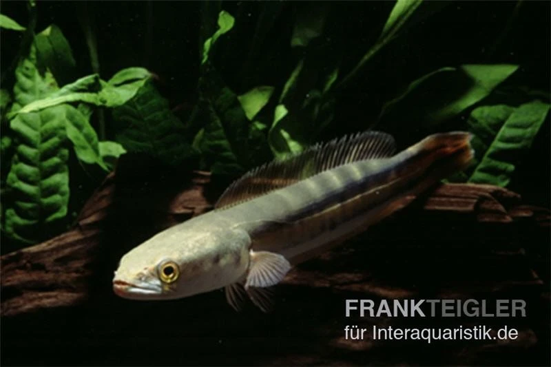 Goldlinienschlangenkopffisch, Channa Micropeltes 5 Goldlinienschlangenkopffisch, Channa Micropeltes – Bild 3