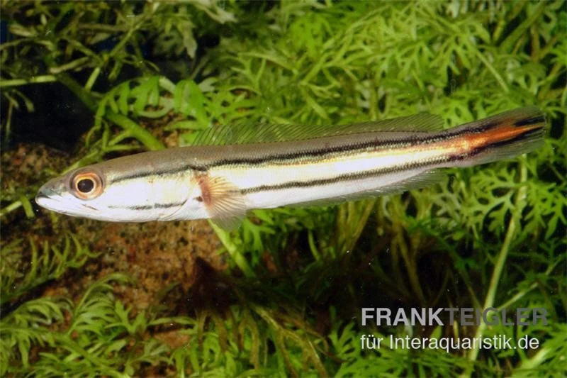 Goldlinienschlangenkopffisch, Channa Micropeltes 4 Goldlinienschlangenkopffisch, Channa Micropeltes – Bild 2