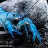 Blauer Yabby, Cherax Destructor "Blue Pearl" 2 Blauer Yabby, Cherax Destructor "Blue Pearl" -Aquarienladen Cherax destructor Blue Pearl 3