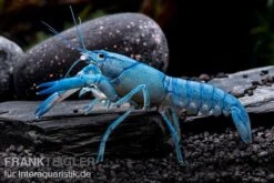 Aquarienladen -Aquarienladen Cherax destructor Blue Pearl 6