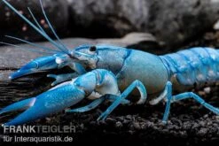 Blauer Yabby, Cherax Destructor "Blue Pearl" -Aquarienladen Cherax destructor Blue Pearl 8