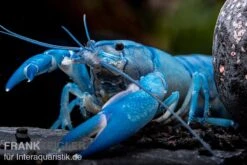Blauer Yabby, Cherax Destructor "Blue Pearl" -Aquarienladen Cherax destructor Blue Pearl 9