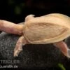 Chinesische Weichschildkröte Albino, Pelodiscus Sinensis -Aquarienladen Chinesische Weichschildkroete albino Pelodiscus sinensis 1 jpg