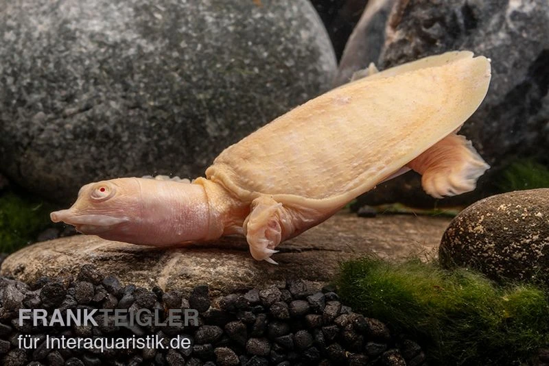 Chinesische Weichschildkröte Albino, Pelodiscus Sinensis 4 Chinesische Weichschildkröte Albino, Pelodiscus Sinensis – Bild 2