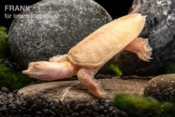 Chinesische Weichschildkröte Albino, Pelodiscus Sinensis 7 Chinesische Weichschildkröte Albino, Pelodiscus Sinensis -Aquarienladen Chinesische Weichschildkroete albino Pelodiscus sinensis 3 jpg