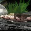 Froschwels Marmor, Clarias Batrachus -Aquarienladen Clarias batrachus Marmor 11