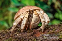 5 Kleine Landeinsiedlerkrebse, Coenobita Spec. 17 5 Kleine Landeinsiedlerkrebse, Coenobita Spec. -Aquarienladen Coenobita White Tiger