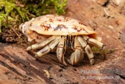 5 Kleine Landeinsiedlerkrebse, Coenobita Spec. 16 5 Kleine Landeinsiedlerkrebse, Coenobita Spec. -Aquarienladen Coenobita White Tiger 8