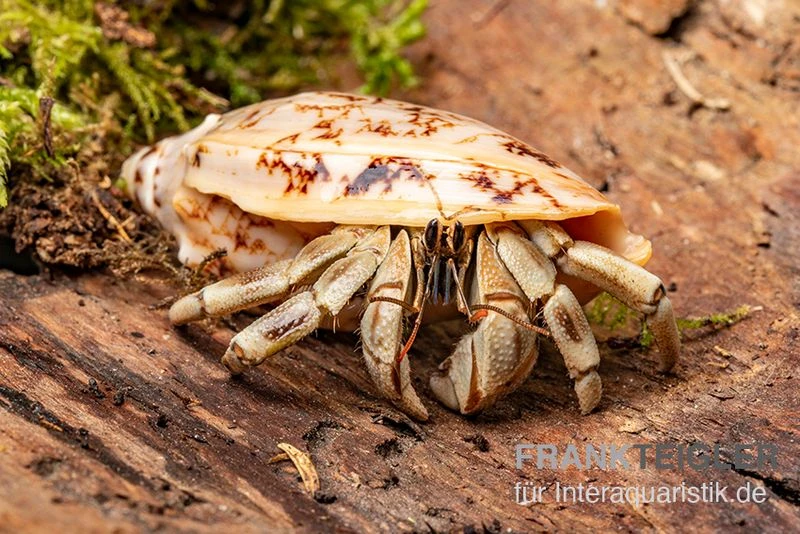 5 Kleine Landeinsiedlerkrebse, Coenobita Spec. 9 5 Kleine Landeinsiedlerkrebse, Coenobita Spec. – Bild 7