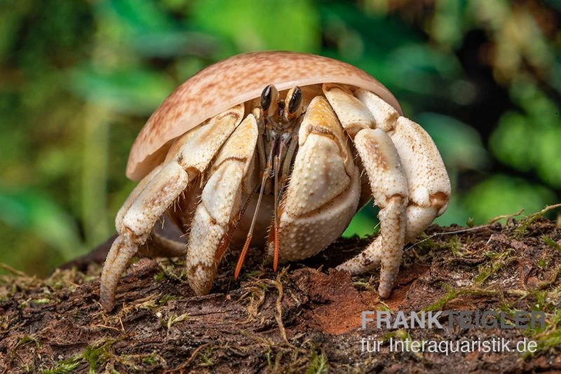 5 Kleine Landeinsiedlerkrebse, Coenobita Spec. 10 5 Kleine Landeinsiedlerkrebse, Coenobita Spec. – Bild 8
