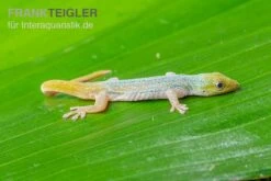 Bestseller 5 Conrau`s Zwerggecko, Lygodactylus Conraui