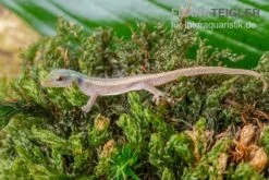 Conrau`s Zwerggecko, Lygodactylus Conraui -Aquarienladen Conraus Zwerggecko Lygodactylus conraui 3
