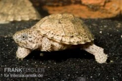 Bestseller 14 Dach-Moschusschildkröte, Sternotherus Carinatus