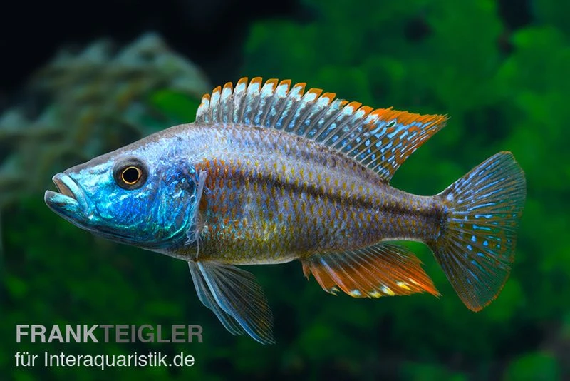 Rotbrust-Messerbuntbarsch, Dimidiochromis Strigatus, DNZ 3 Rotbrust-Messerbuntbarsch, Dimidiochromis Strigatus, DNZ