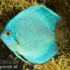 Diskusfisch ASIA-NZ, Symphysodon Discus Cobalt Blue -Aquarienladen Discus Cobalt blue 2