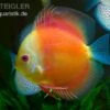 Diskusfisch ASIA-NZ, Symphysodon Discus Red Doll (Red Melon) -Aquarienladen Diskusfisch Symphysodon discus Red Melon
