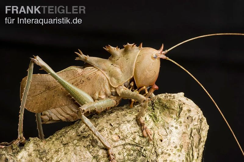 Drachenkopfschrecke, Eumegalodon Spec. 3 Drachenkopfschrecke, Eumegalodon Spec.