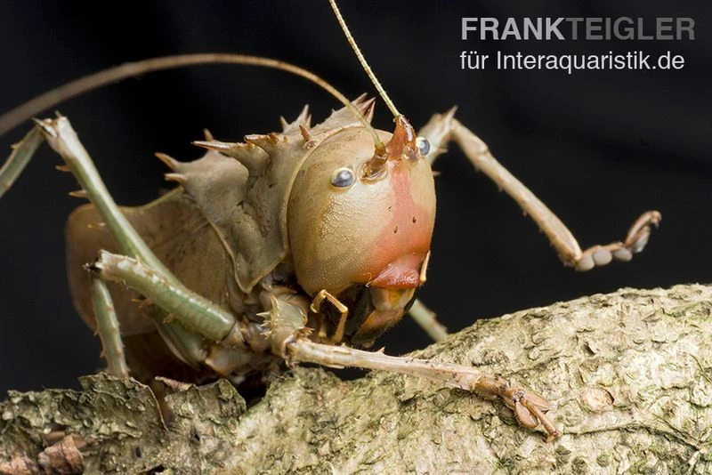 Drachenkopfschrecke, Eumegalodon Spec. 4 Drachenkopfschrecke, Eumegalodon Spec. – Bild 2