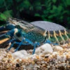 Dunkelblauer Krebs Variante II, Cherax Sp. "Blue Moon Type II" -Aquarienladen Dunkelblauer Krebs Variante II Cherax sp Blue Moon Type II 1