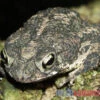 Eichenkröte, Bufo Quercicus -Aquarienladen Eichenkroete Bufo quercicus