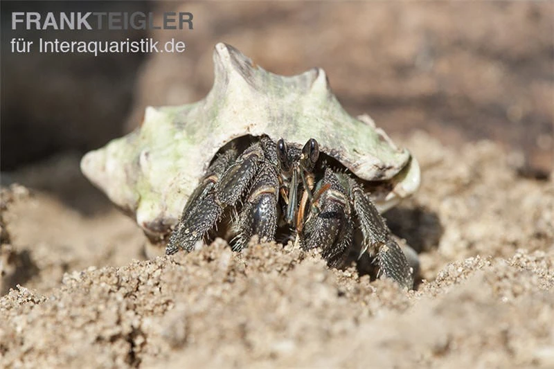 5 Kleine Landeinsiedlerkrebse, Coenobita Spec. 4 5 Kleine Landeinsiedlerkrebse, Coenobita Spec. – Bild 2