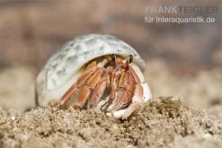 5 Kleine Landeinsiedlerkrebse, Coenobita Spec. 12 5 Kleine Landeinsiedlerkrebse, Coenobita Spec. -Aquarienladen Einsiedlerkrebs 2 1
