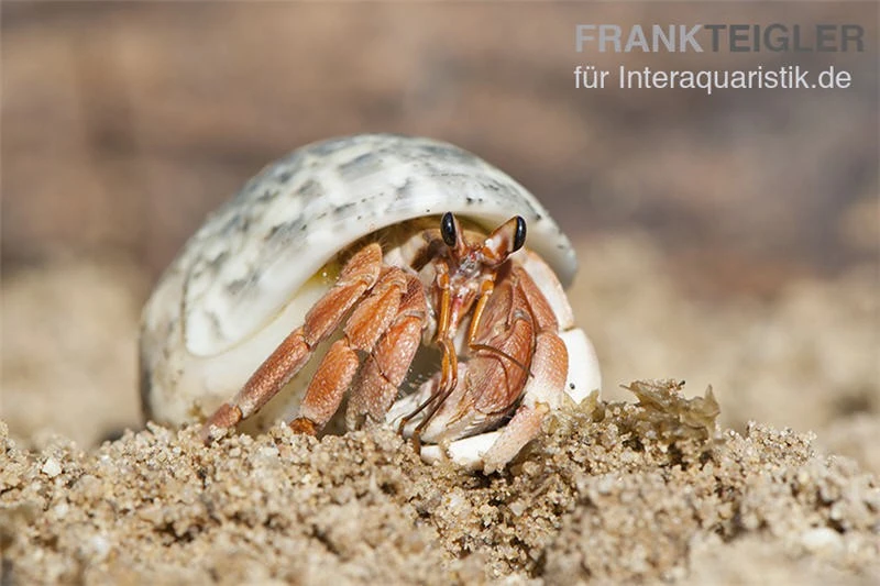 5 Kleine Landeinsiedlerkrebse, Coenobita Spec. 5 5 Kleine Landeinsiedlerkrebse, Coenobita Spec. – Bild 3