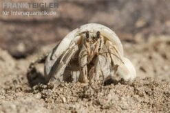 5 Kleine Landeinsiedlerkrebse, Coenobita Spec. 14 5 Kleine Landeinsiedlerkrebse, Coenobita Spec. -Aquarienladen Einsiedlerkrebs 3 1