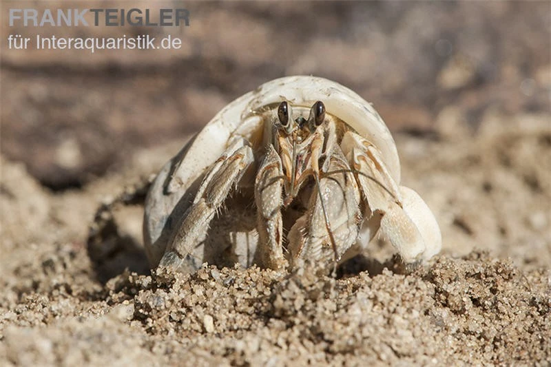 5 Kleine Landeinsiedlerkrebse, Coenobita Spec. 7 5 Kleine Landeinsiedlerkrebse, Coenobita Spec. – Bild 5