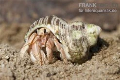 5 Kleine Landeinsiedlerkrebse, Coenobita Spec. 13 5 Kleine Landeinsiedlerkrebse, Coenobita Spec. -Aquarienladen Einsiedlerkrebs 3
