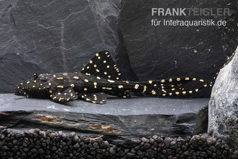 Elfenwels, Acanthicus Adonis 3 Elfenwels, Acanthicus Adonis