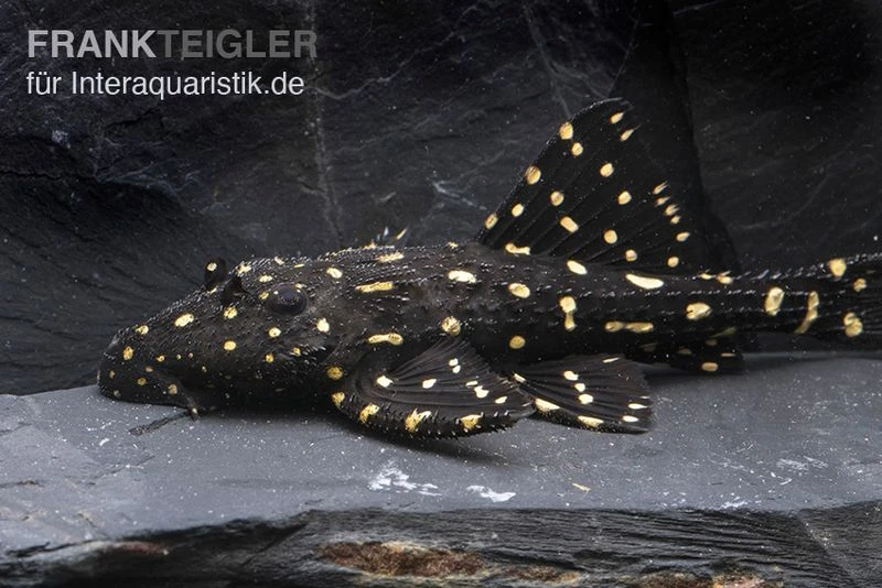 Elfenwels, Acanthicus Adonis 4 Elfenwels, Acanthicus Adonis – Bild 2